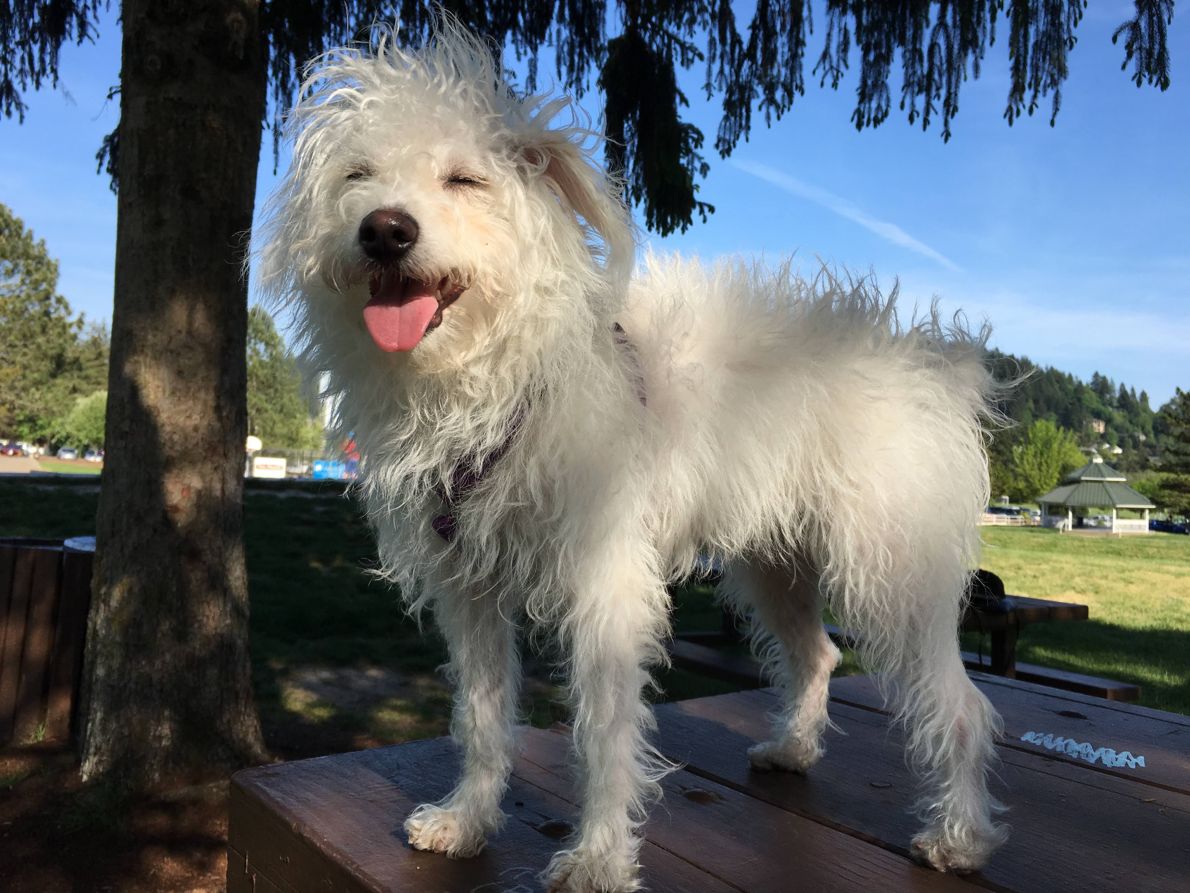 Our sweet schnoodle Bear!