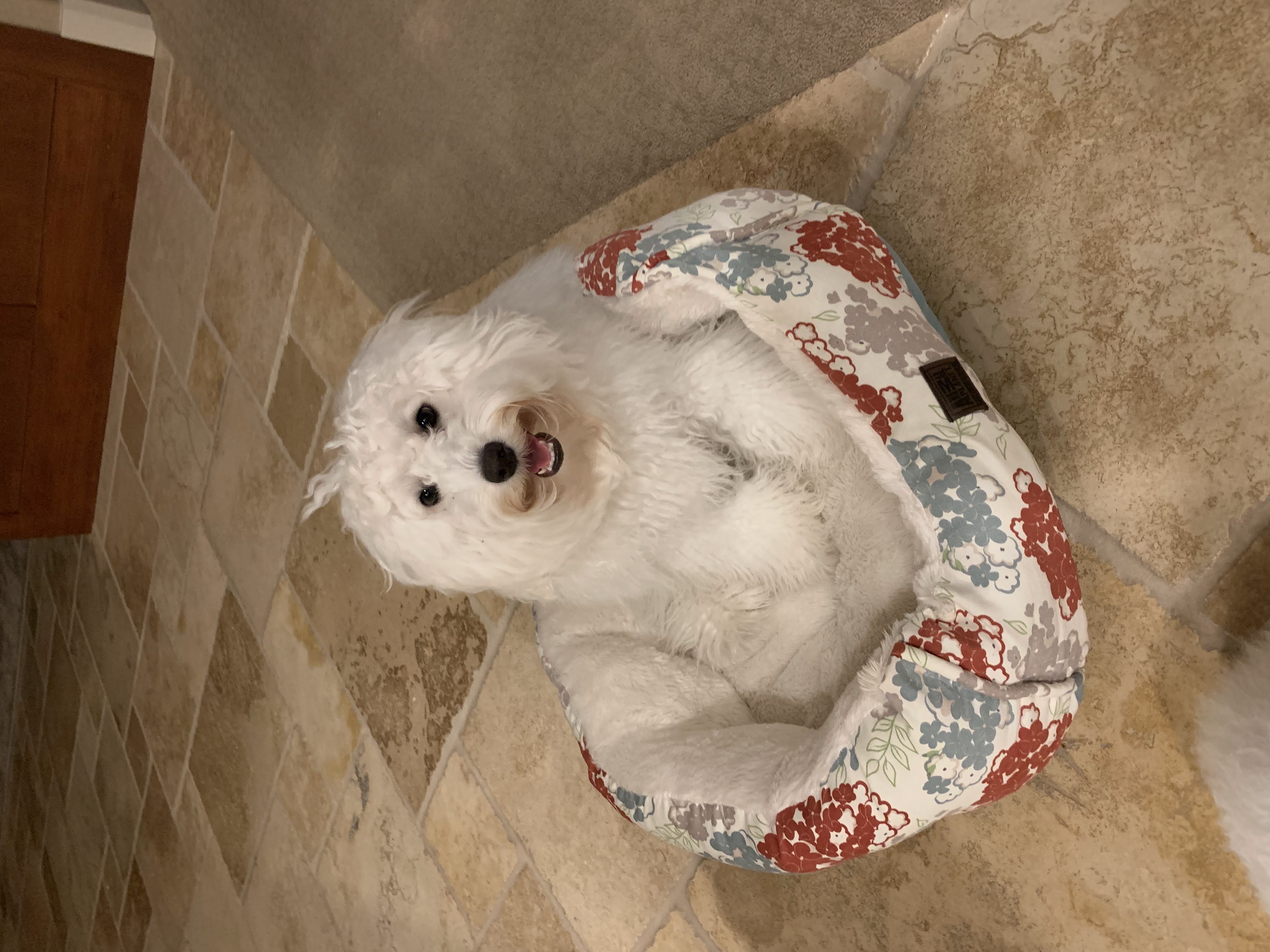 Our sweet schnoodle Chompy (